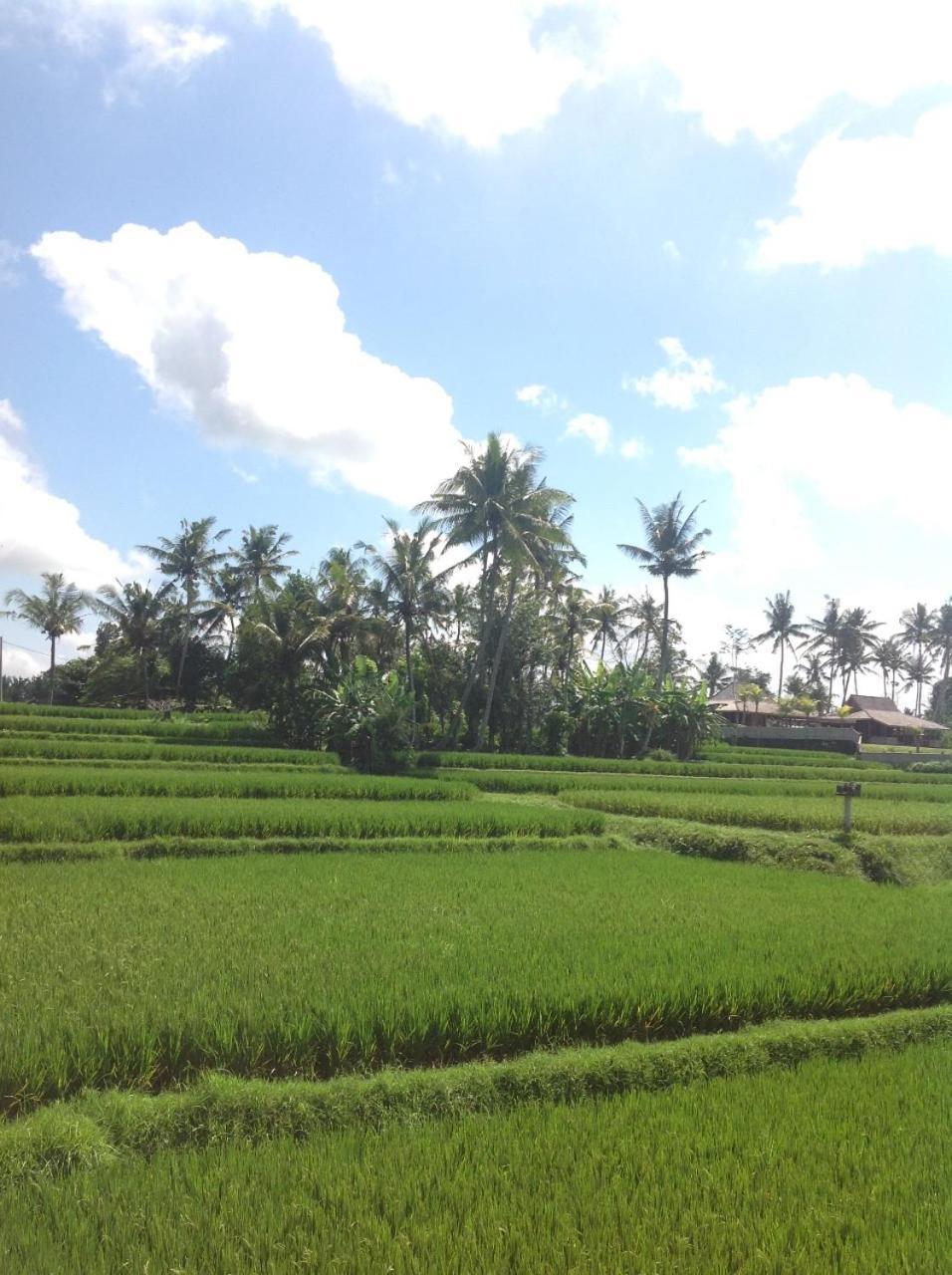Uma Dhari Villa by Prasi Ubud Exteriör bild